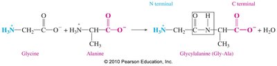 Peptide bond formation between glycine and alanine
