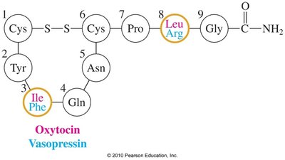 Primary structure of oxytocin and vasopressin