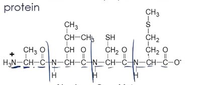 Primary structure of insulin