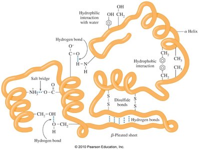 Structure of myoglobin, a globular protein