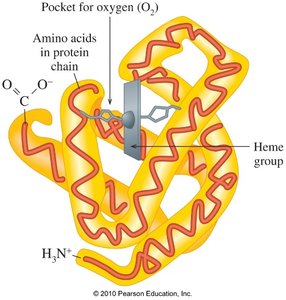 Quaternary structure of hemoglobin