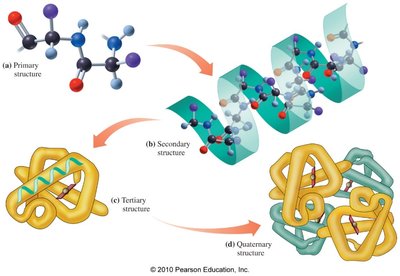 Hydrolysis of a tripeptide