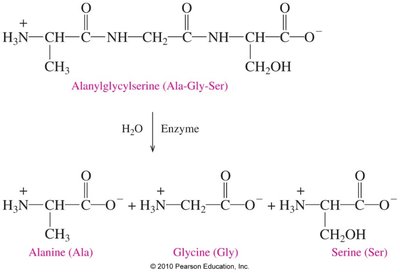 Hydrolysis of a peptide bond