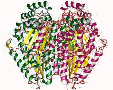 Denaturation of protein (e.g., cooking an egg)