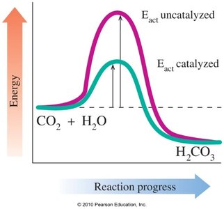 Energy diagram showing effect of enzyme catalysis