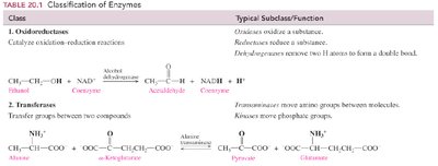 Enzyme active site and substrate binding