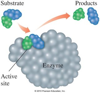 Lock-and-key model of enzyme action