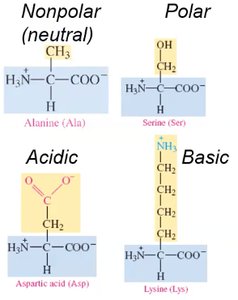 Examples of nonpolar, polar, acidic, and basic amino acids