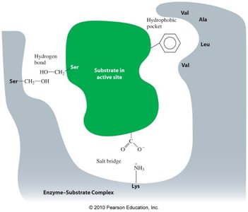 Induced-fit model of enzyme action