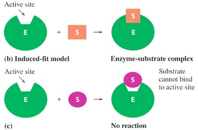 Effect of pH on enzyme activity