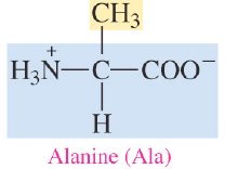 Structure of alanine, a nonpolar amino acid