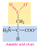 Structure of aspartic acid, a polar acidic amino acid