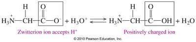 Zwitterion in acidic solution