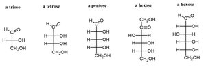 Fischer projections of basic monosaccharides