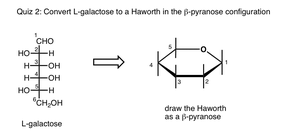 Conversion of L-galactose Fischer projection to β-pyranose Haworth projection