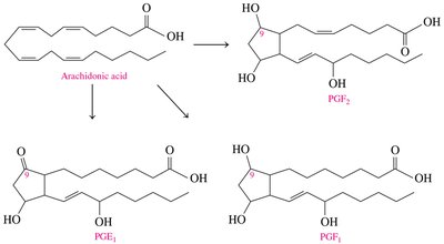 Biosynthesis of prostaglandins from arachidonic acid