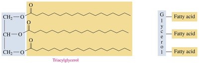Formation of glyceryl tristearate