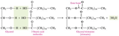 Structure of glyceryl tristearate (tristearin)
