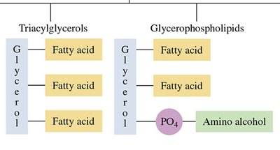 Triacylglycerols and glycerophospholipids structure
