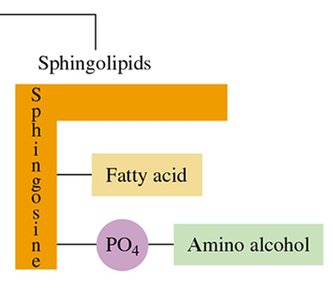 Sphingolipids structure