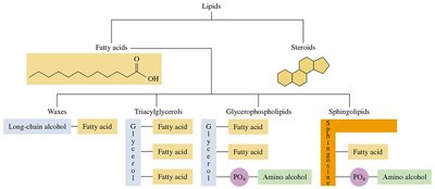 General structure and classification of lipids