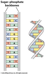 DNA double helix structure
