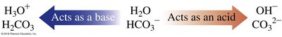 Diagram showing water and bicarbonate acting as acid or base