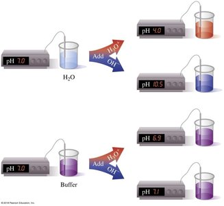 Effect of buffer vs. water on pH change