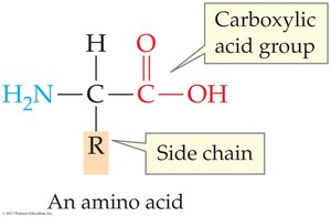 General structure of an amino acid