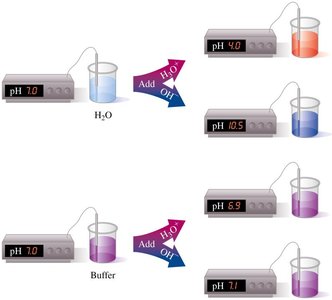 Comparison of pH change in water and buffer upon addition of acid or base