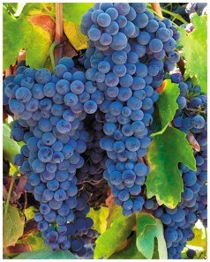 Grapes containing esters responsible for their odor