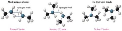 Hydrogen bonding in primary, secondary, and tertiary amines