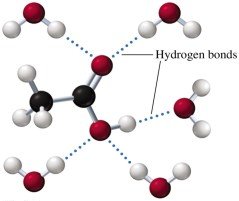 Hydrogen bonding between acetic acid and water molecules
