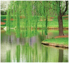 Willow tree, source of salicin, a precursor to aspirin