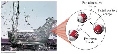 Hydrogen bonding in water