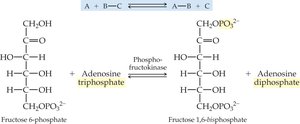 Transferase reaction example