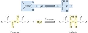 Lyase reaction example