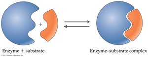 Lock-and-key model of enzyme action