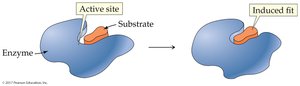 Induced-fit model of enzyme action