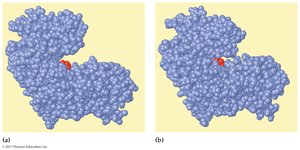 Space-filling model of induced fit