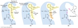 Hydrolysis of a peptide bond by chymotrypsin