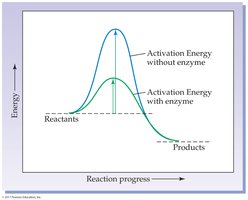 Activation energy diagram with and without enzyme