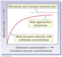 Effect of substrate concentration on enzyme activity