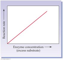 Effect of enzyme concentration on reaction rate