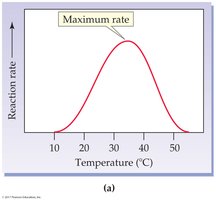 Effect of temperature on enzyme activity