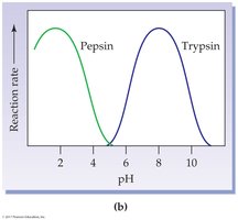 Effect of pH on enzyme activity