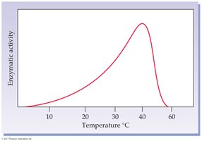 Temperature activity curve for LDH