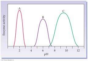 Enzyme activity as a function of pH for three enzymes