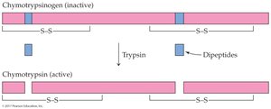 Activation of chymotrypsinogen to chymotrypsin