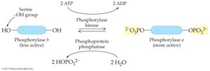 Phosphorylation and dephosphorylation of enzymes